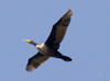 Double-crested Cormorant juvenile